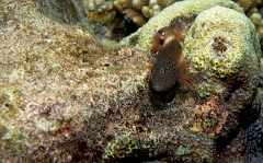 Velidhu - 2013_03_09 - IMG_0280r_Poisson faucon a taches de rousseur - Paracirrhites forsteri_House reef_pmt